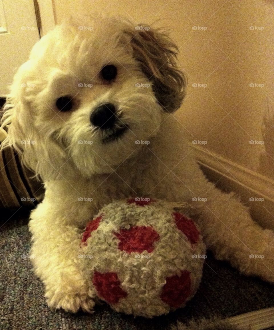 Pup with ball