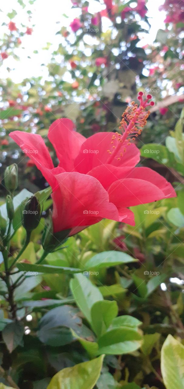 la flor roja mira hacia el cielo