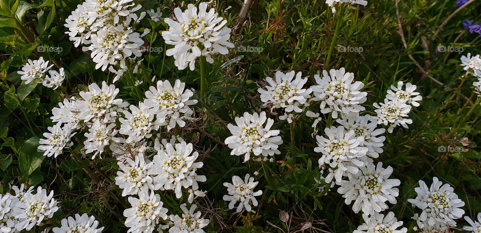 Beautiful flowers