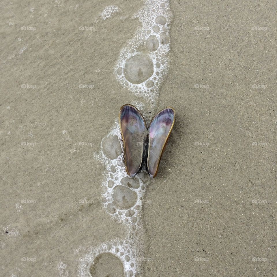 Open Shell Butterfly-Shaped