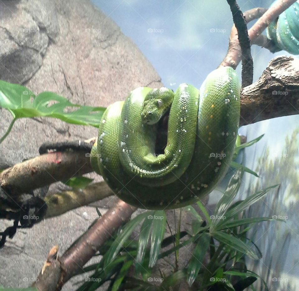 green tree python