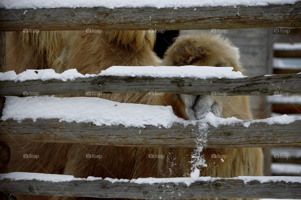 delicious snow