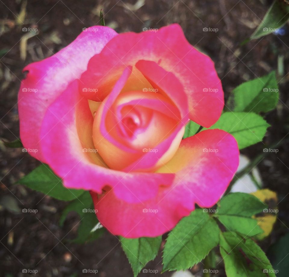 🌹 🇺🇸 Very beautiful flowers to brighten our day.  Live nature and its beauty. Did you like the delicate petals? / 🇧🇷 Flores muito bonitas para alegrar nosso dia. Viva a natureza e sua beleza. Gostaram das pétalas delicadas? 