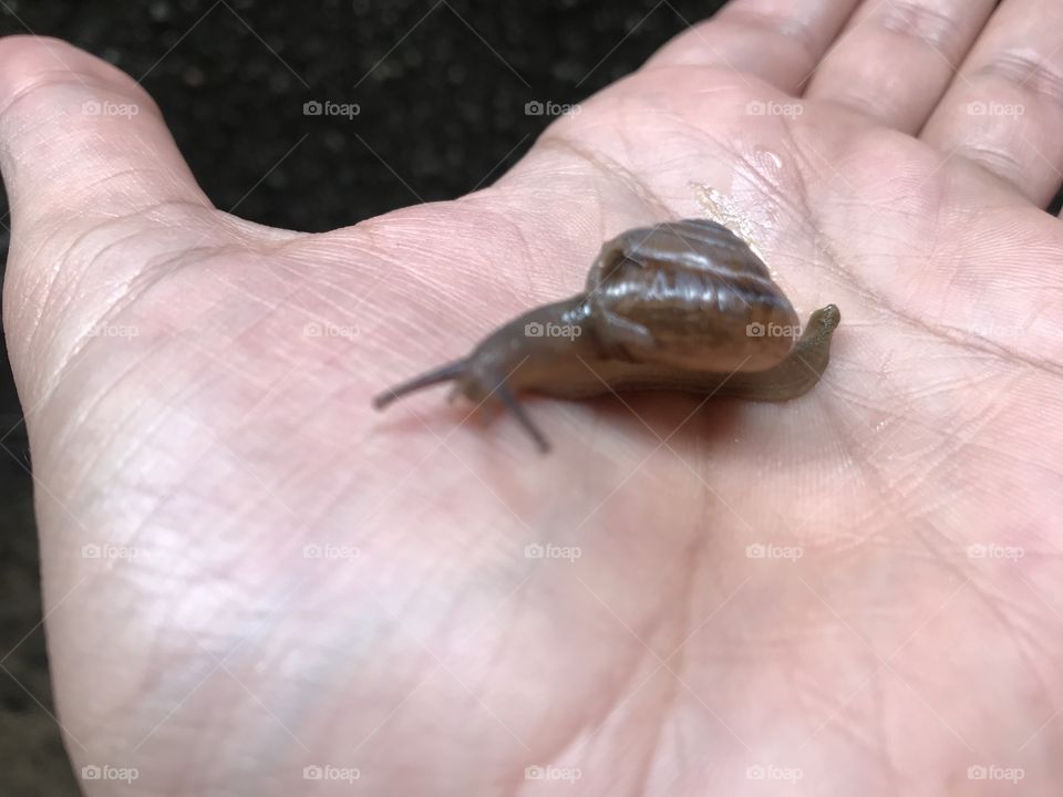 A snail in my palm 