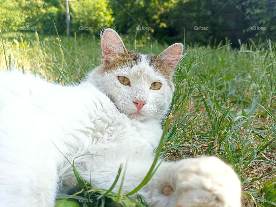 White fluffy male cat close-up. Animal photography