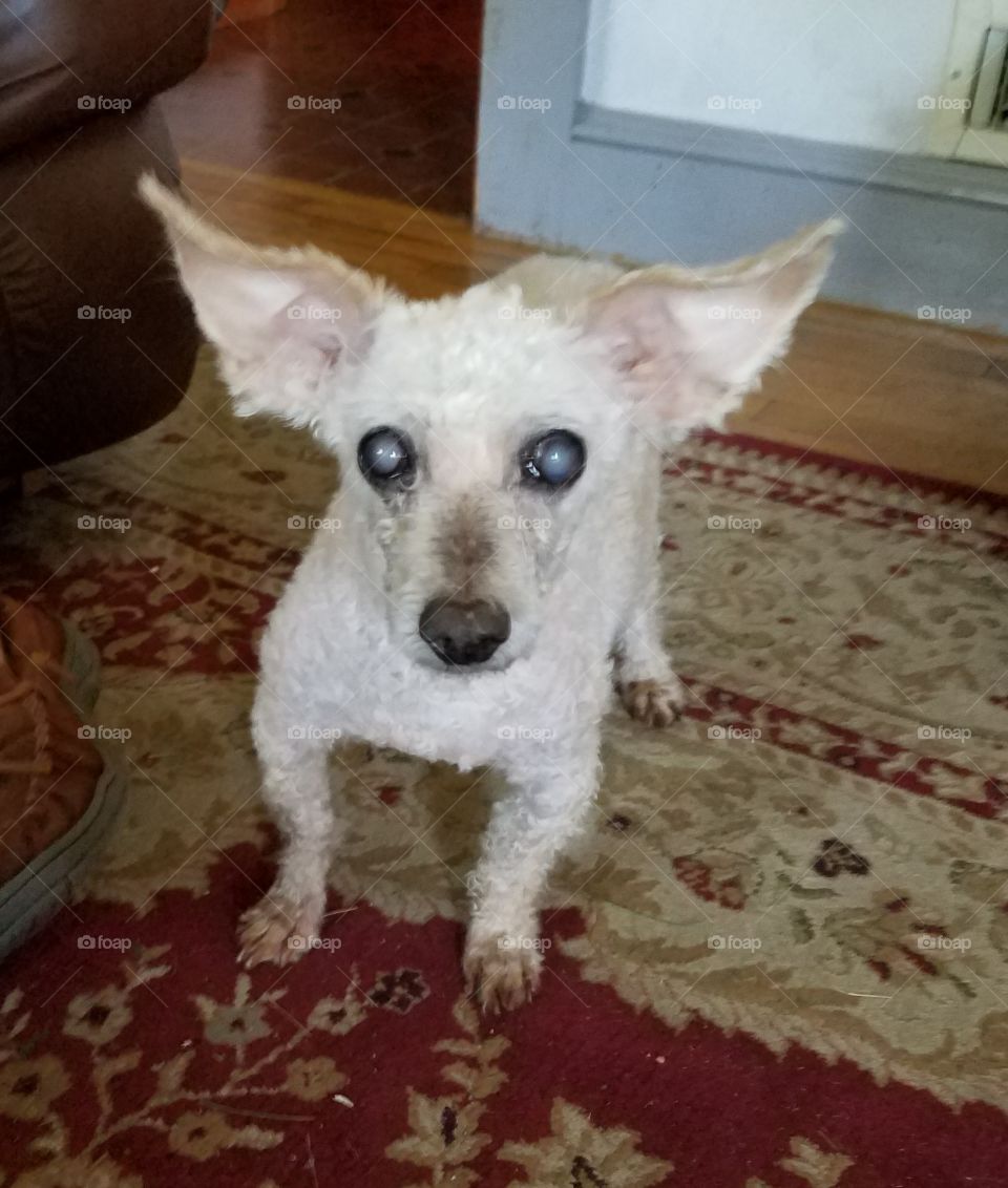 Poodle after puppy cut grooming