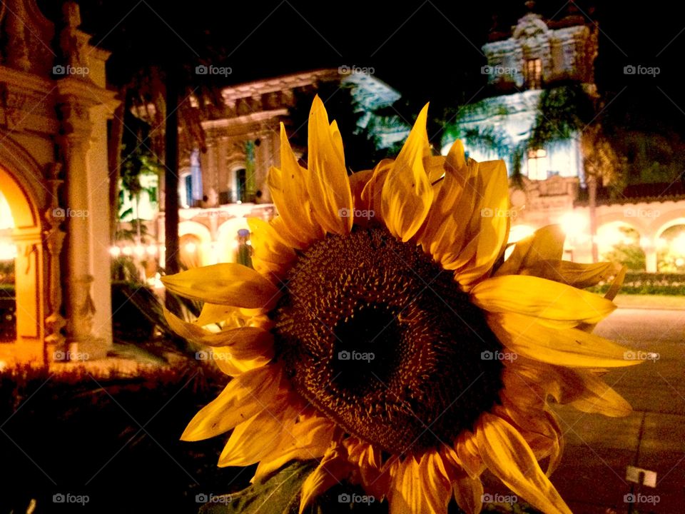 Sunflower at Balboa Park