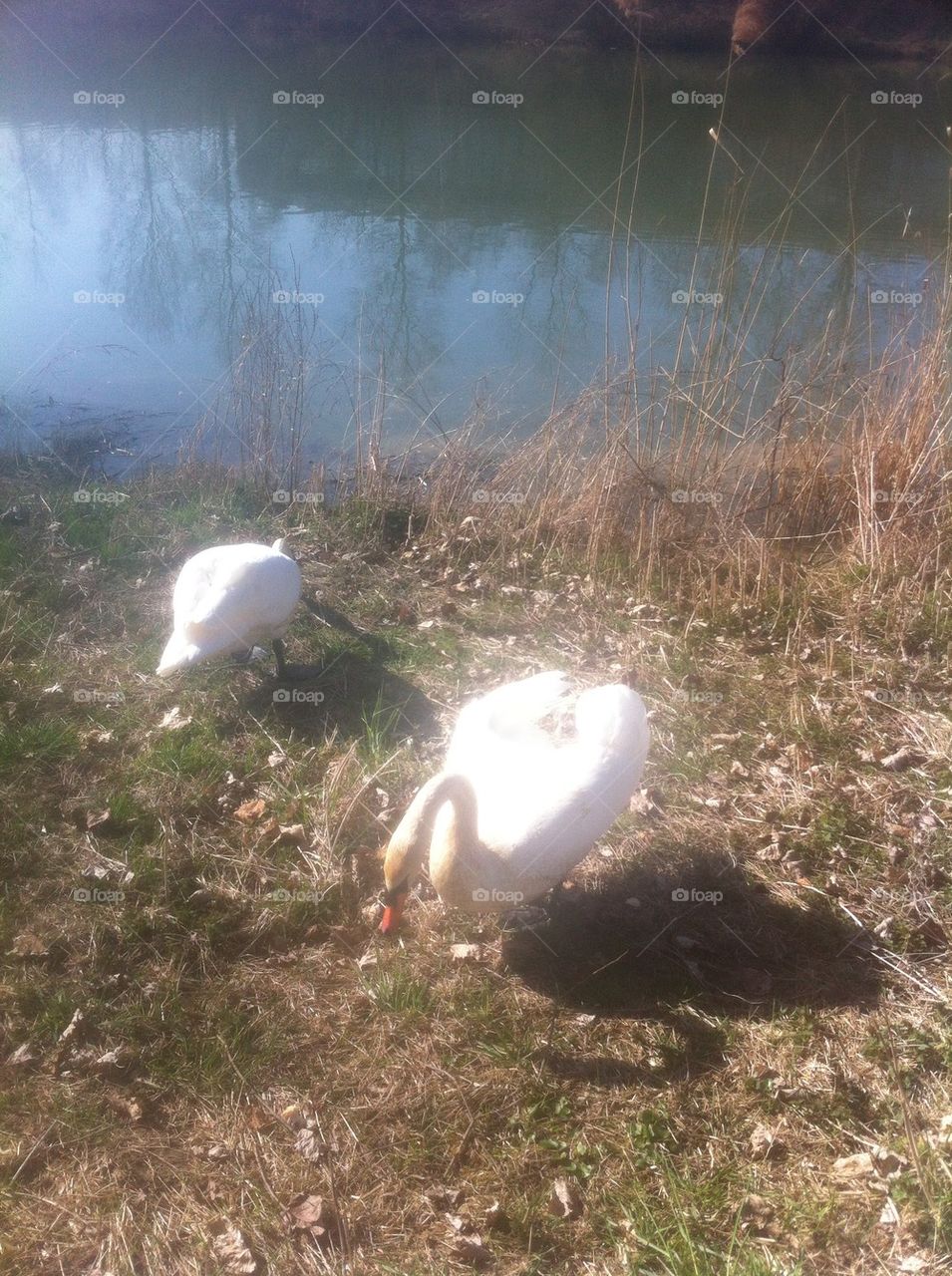 Cygne
