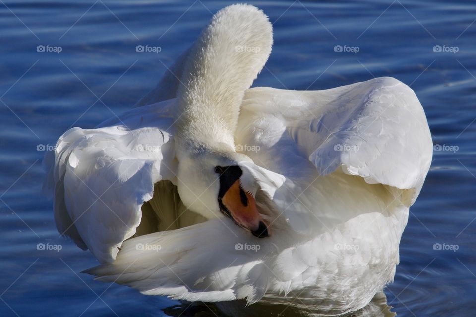 Close-up of swan on lake