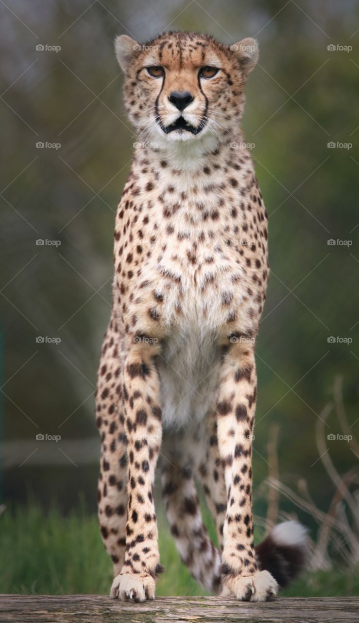 Cheetah