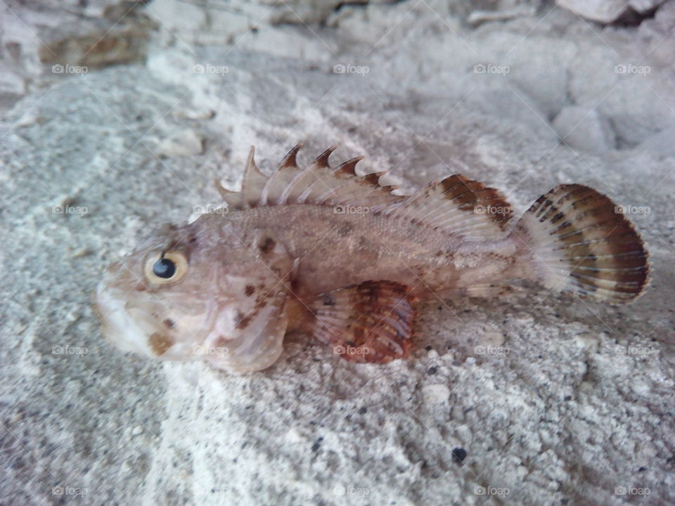 Nature, Animal, Sea, No Person, Sand