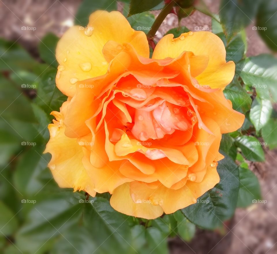 Orange colored rose. Portland International Rose Test Garden