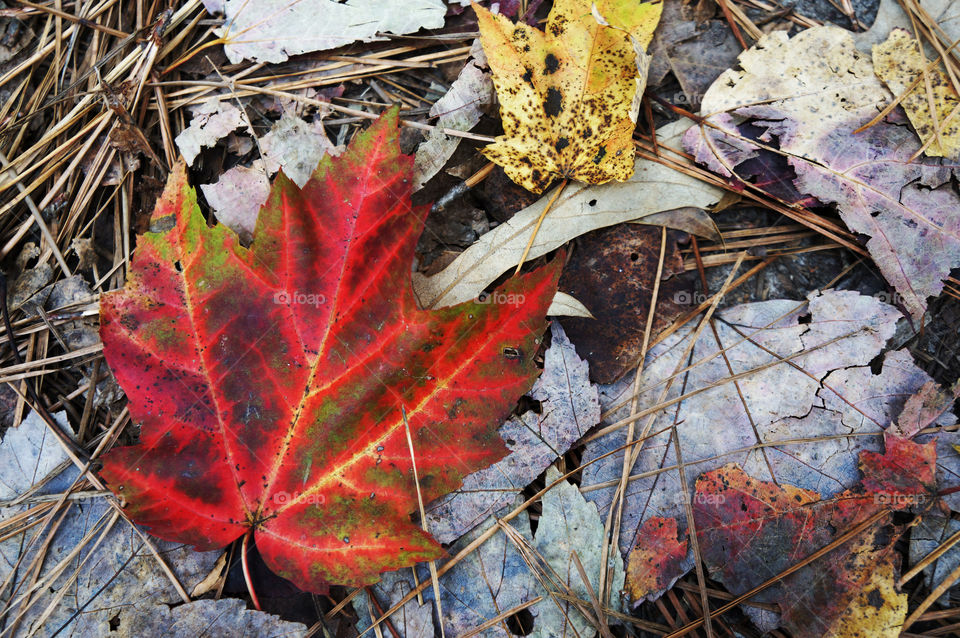 Fall Leaf