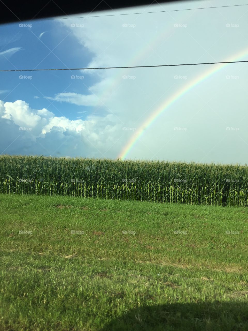 Corn rainbow 