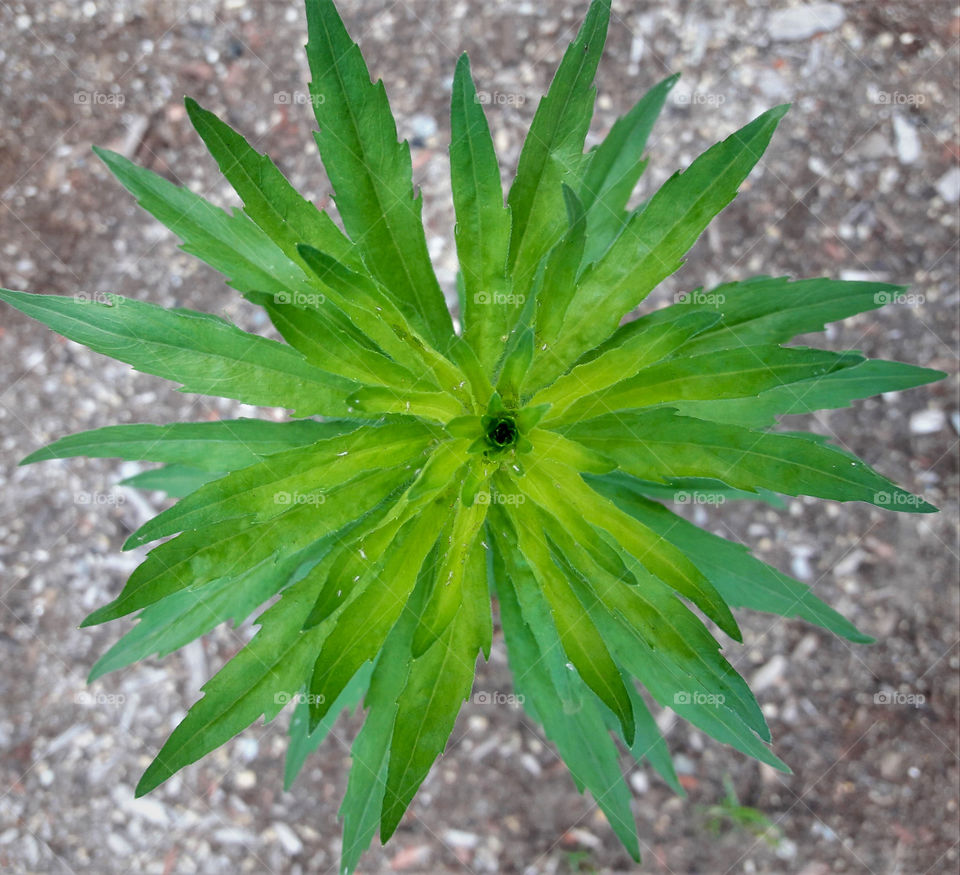 Symmetric leaves on a concrete background.