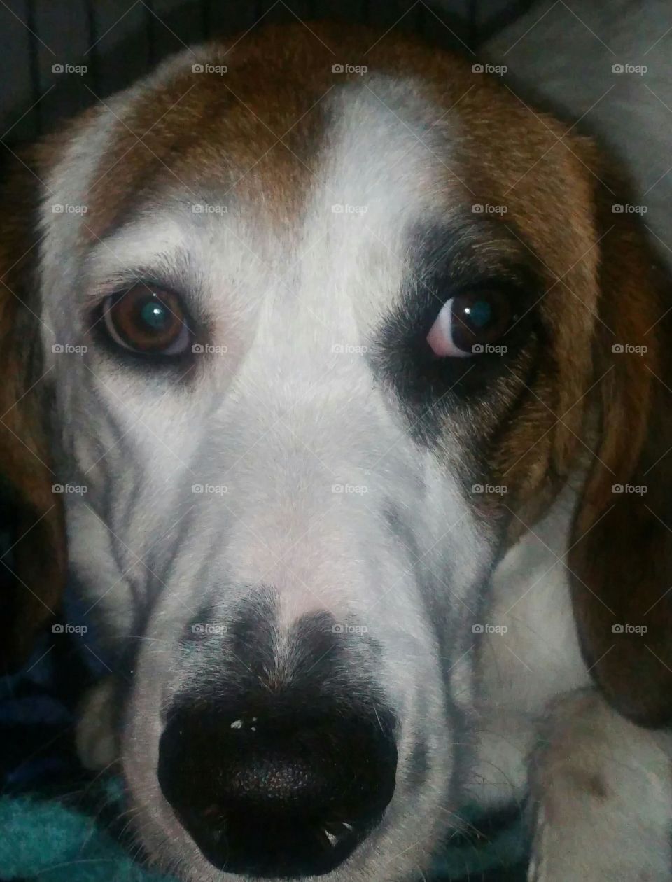 You ain't nothin but a hound dog