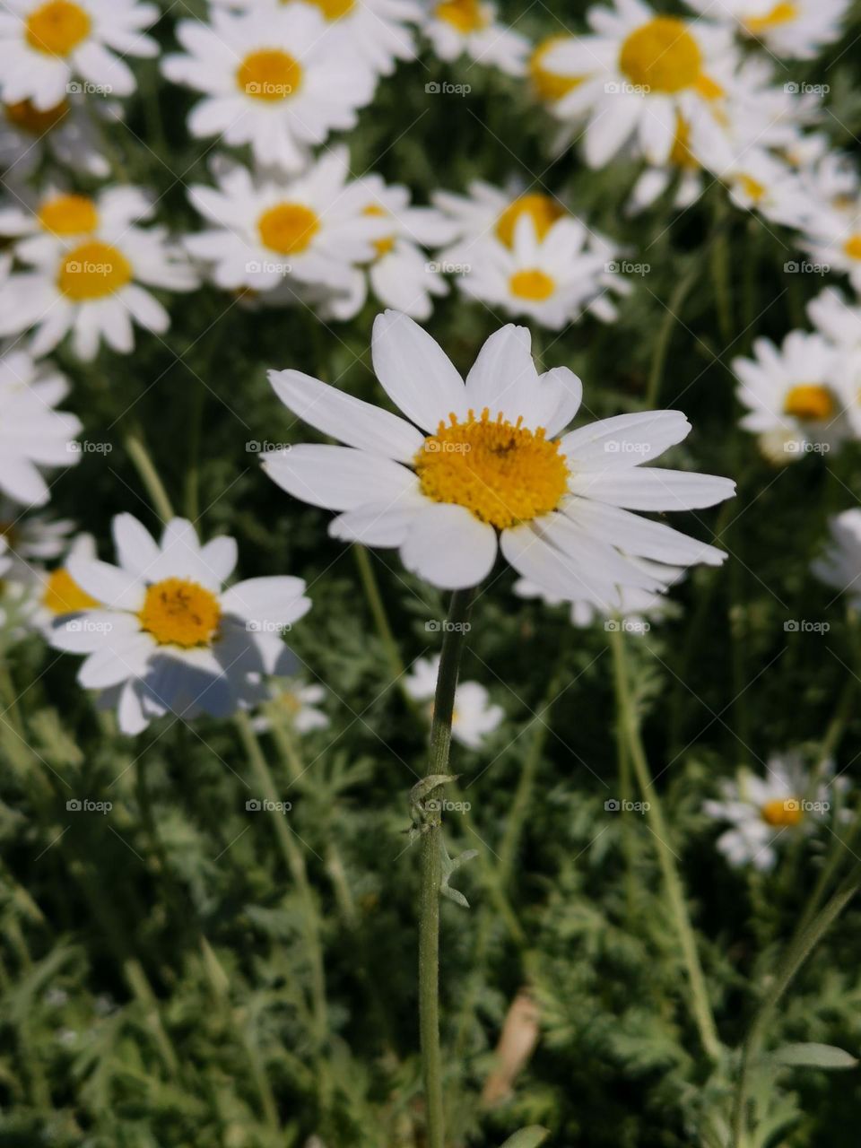 Field of flowering daisies.
Unusual shooting angle. Shooting from below. Down up. Blooming daisies. From the ground up...