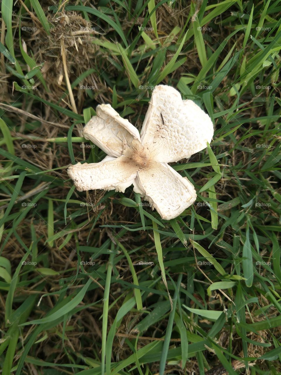 Mushroom Flower