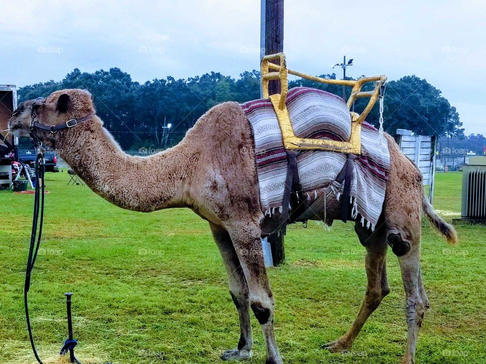 Camel