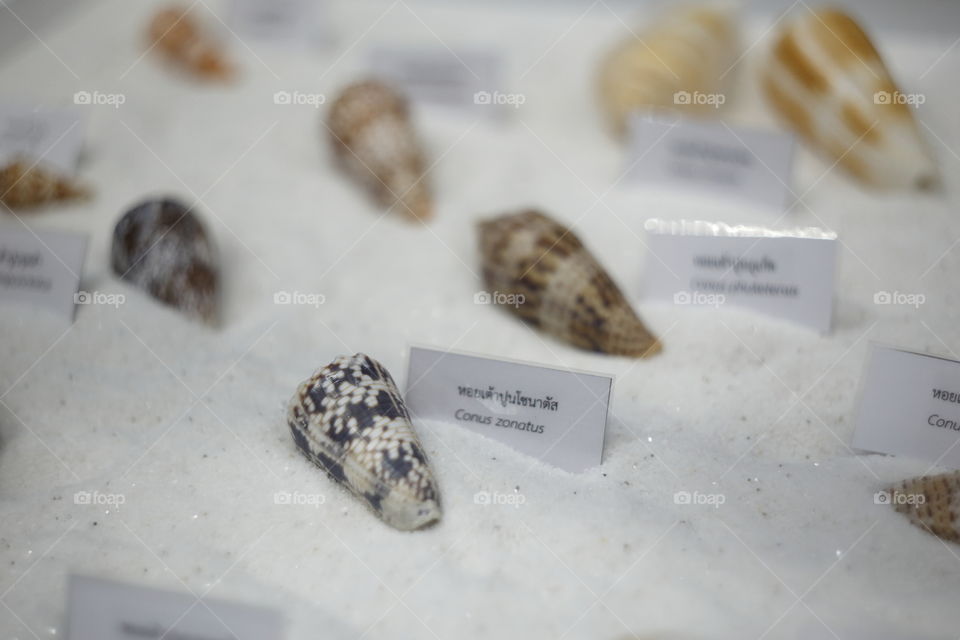 Mollusca Conus zonatus, ivory cone, is a species of sea snail, a marine gastropod mollusk in the family Conidae, the cone snails and their allies. Like all species within the genus Conus, these snails are predatory and venomous