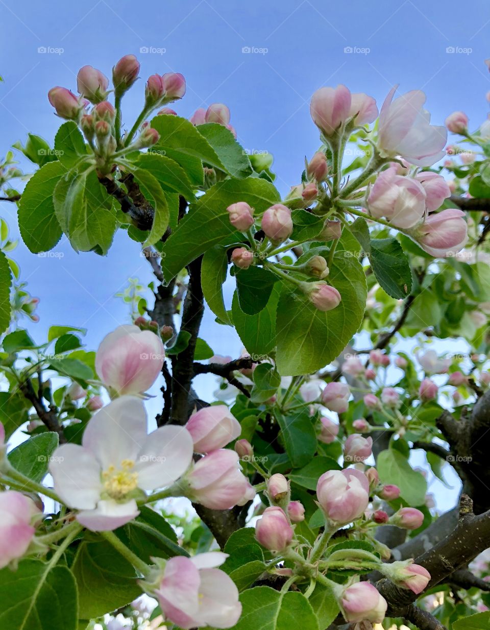 Apple blossoms 