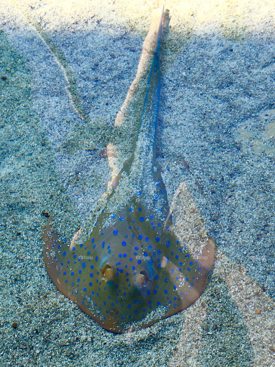Sting ray, Long Beach Aquarium 
