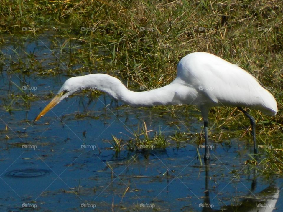 White heron stalking a fish