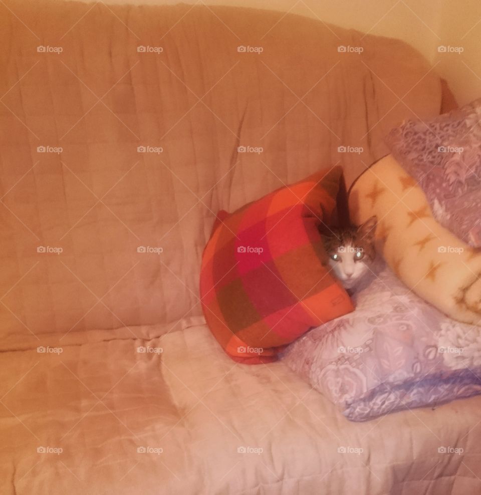 cat hiding in pillow