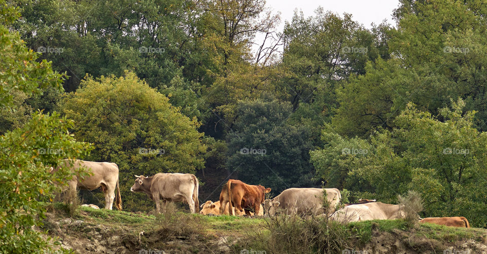 Early Autumn in Countryside with Cows