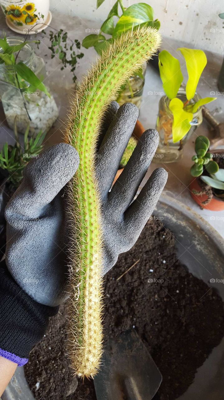 long cactus cutting