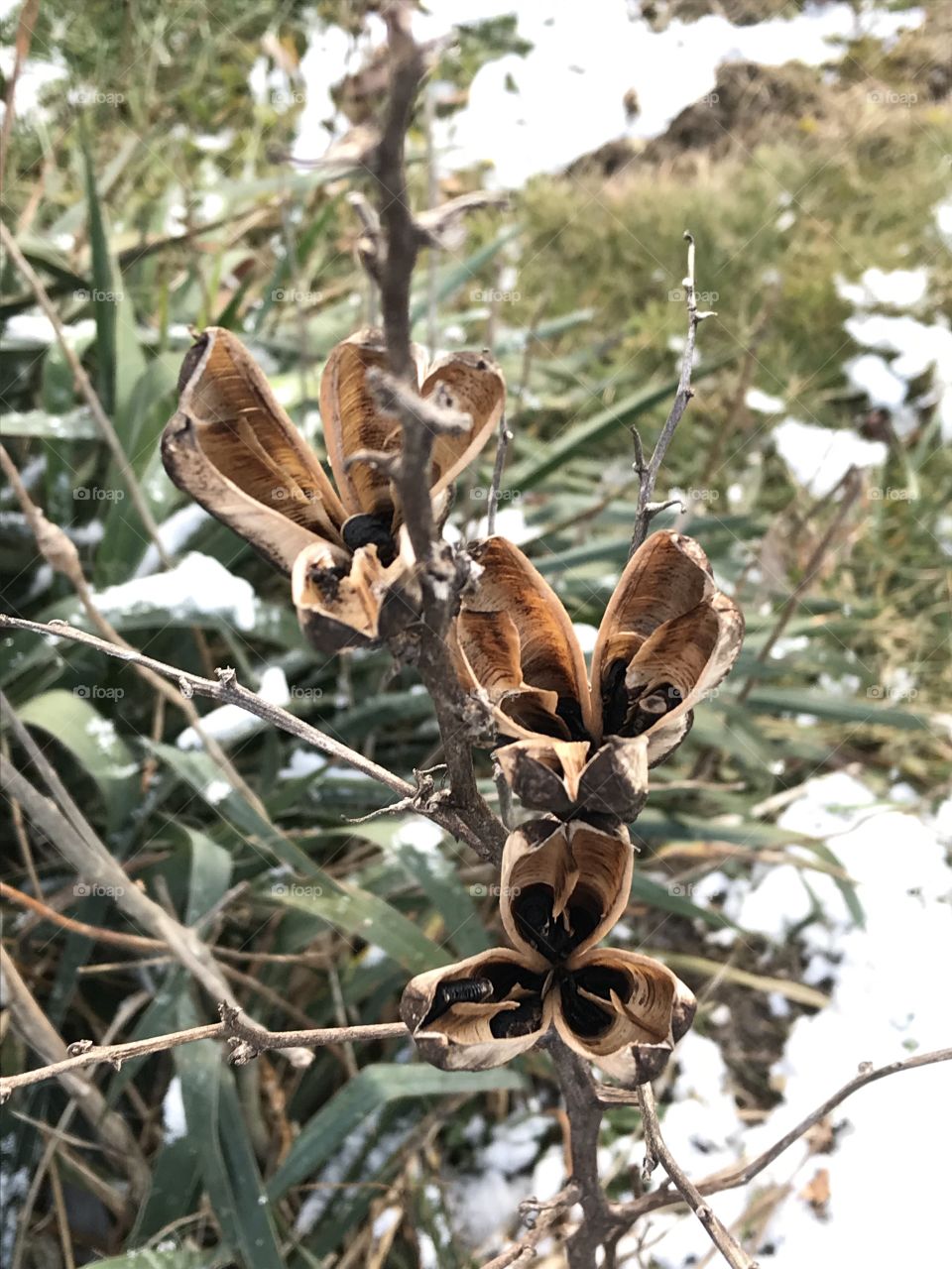 I don’t know what these are but they looked very interesting and amazing looking during winter. 