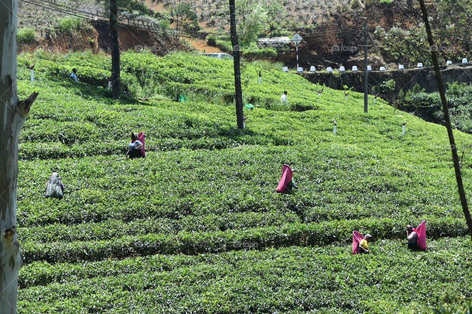 Ladies plucking tea leaves # respect