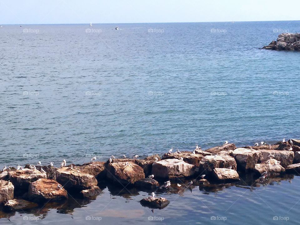 Seagulls on rocks. Seagulls resting in the afternoon.