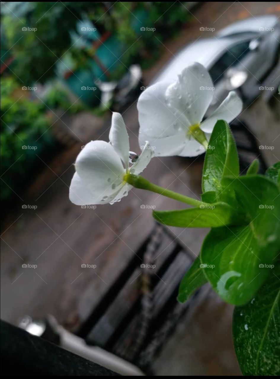 after a fresh shower of rain