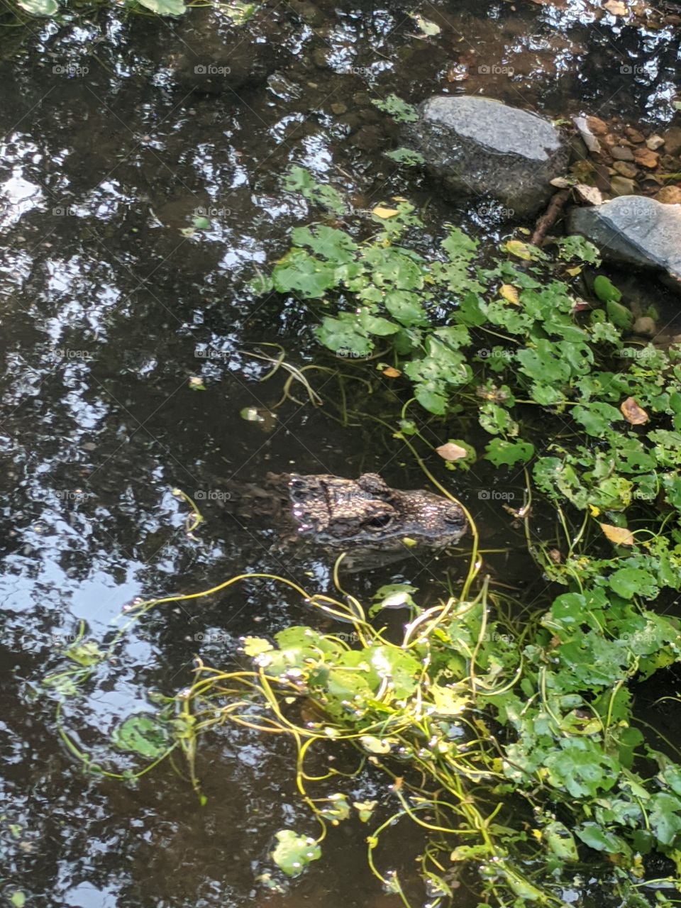 Nature is perfect with various plants, animals and other species . It is the miracle of life and it's part of our life that depends on existence !