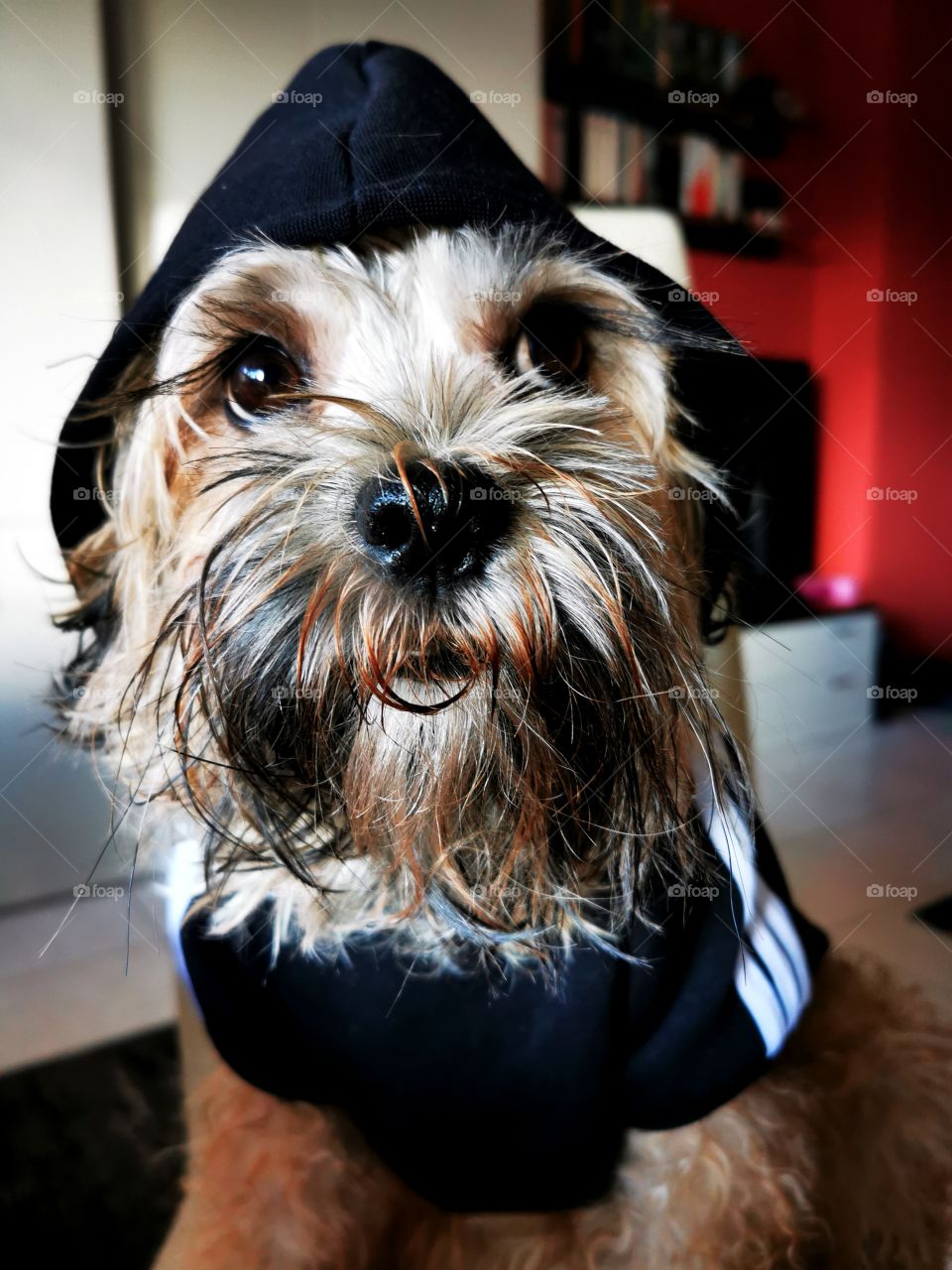 Dog after taking a shower at home