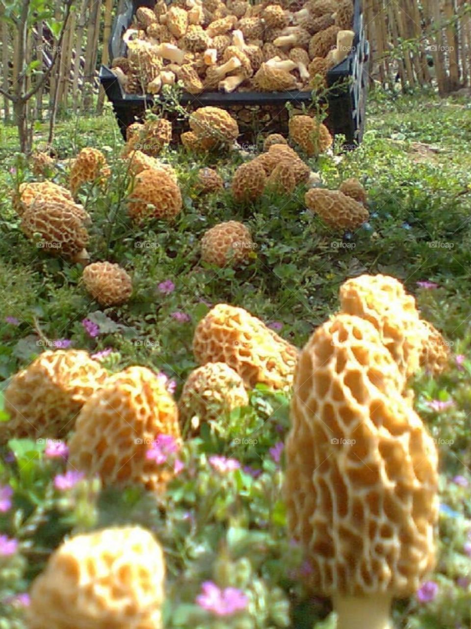 Morchella mushrooms are one of the most popular edible mushrooms in the world. I arrived when the locals were gathering mushrooms. Until now I have not tried this famous mushroom