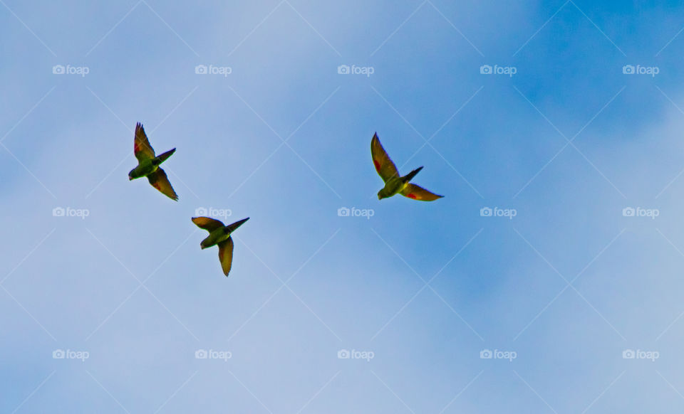 Pássaros conhecidos como Maritaca voando sobre o céu do interior de São Paulo.