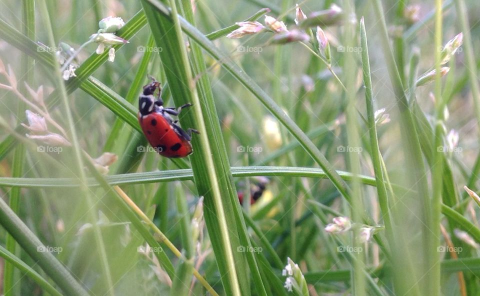 Ladybugs in grass