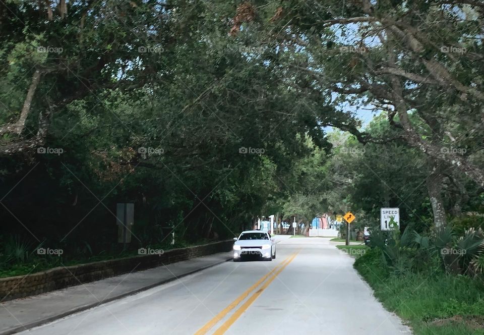 Commuting: whitish silver car driving down the road by a yellow and white road sign in the evening with the beautiful sunlight from the sunset shining on the Spanish moss, leaves and trees.