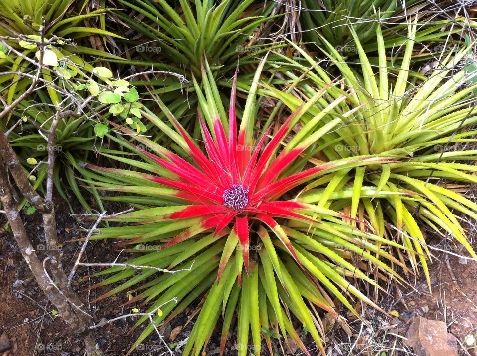 Curacao Flower