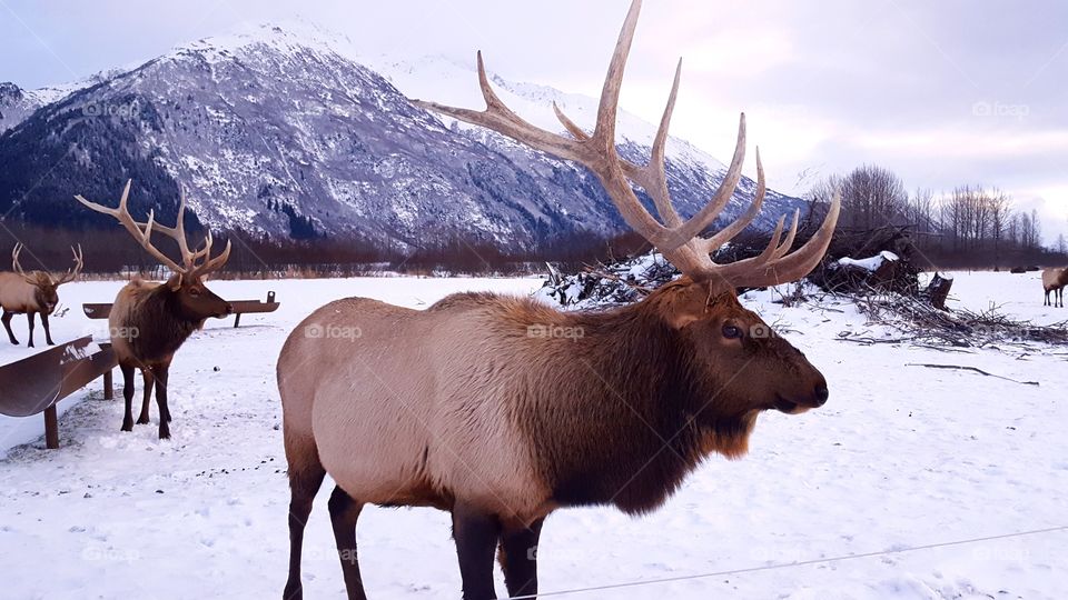 Deer, Moose, Mammal, Reindeer, Antler