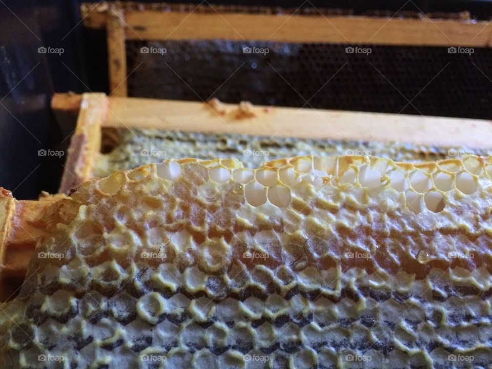 The sealed caps of honey comb during a honey harvest