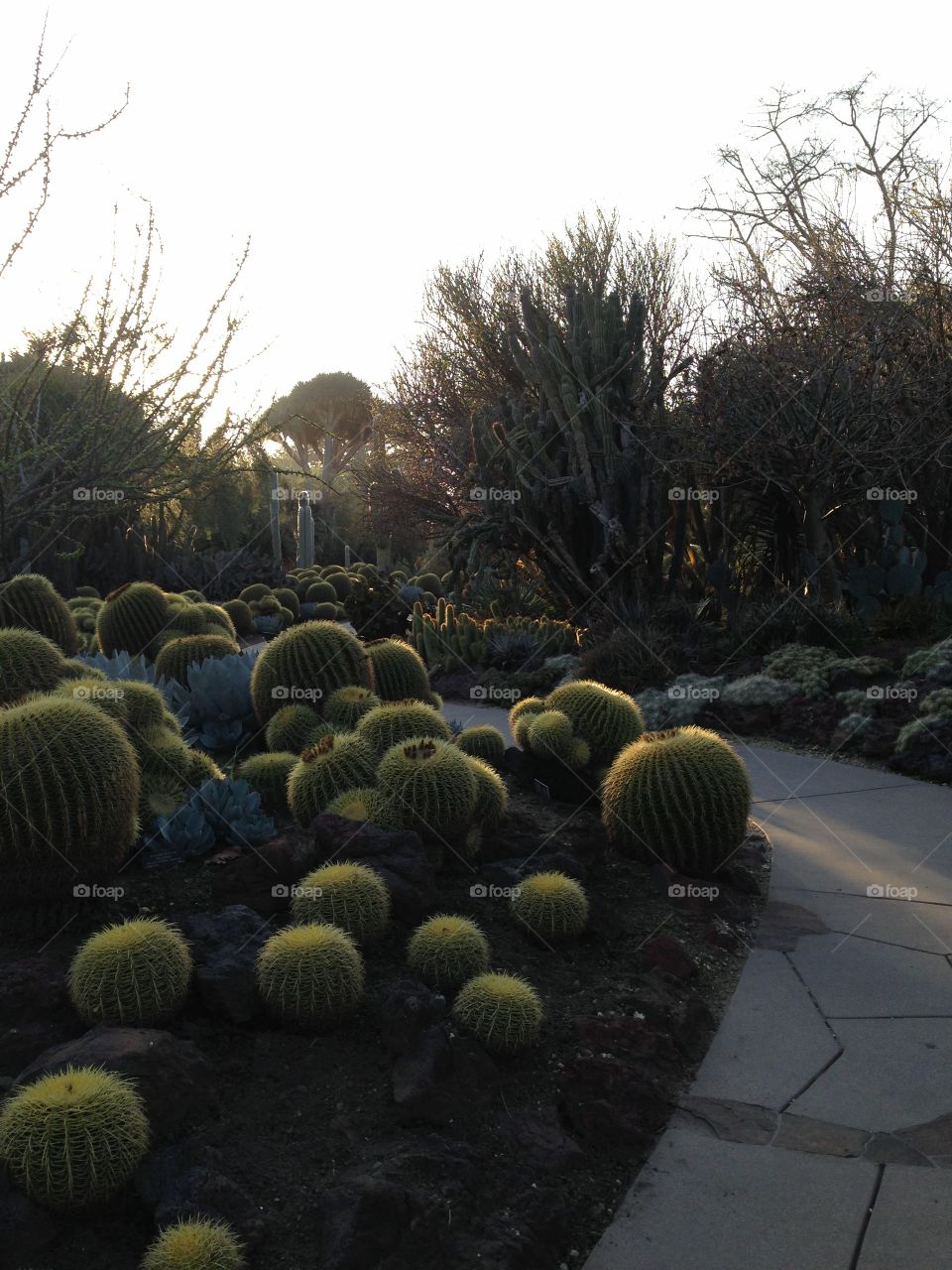 No Person, Cactus, Tree, Nature, Color