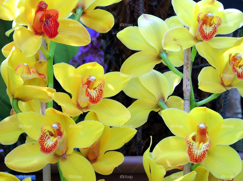 Orchidee del Brasile
