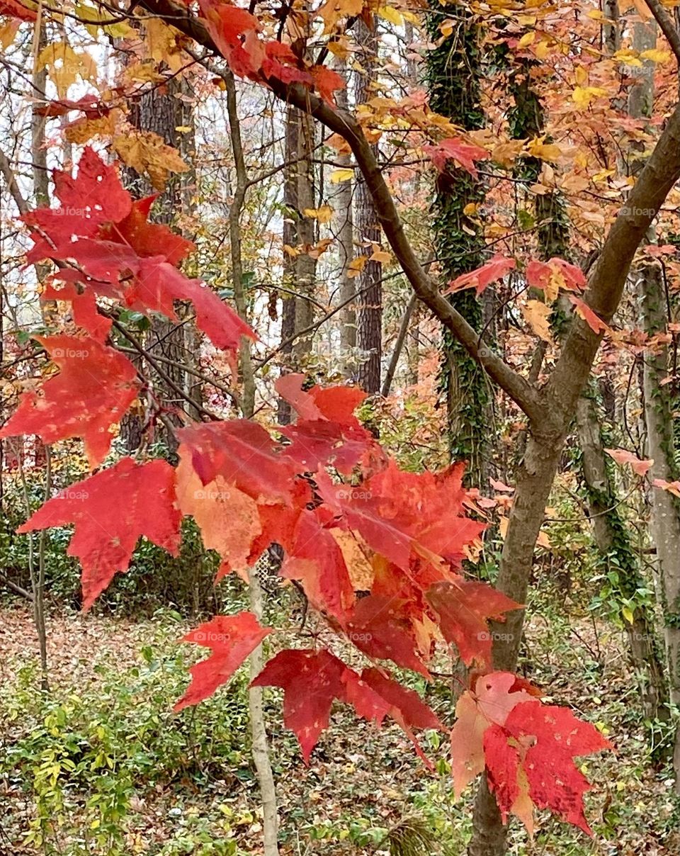 Red and yellow autumn leaves 