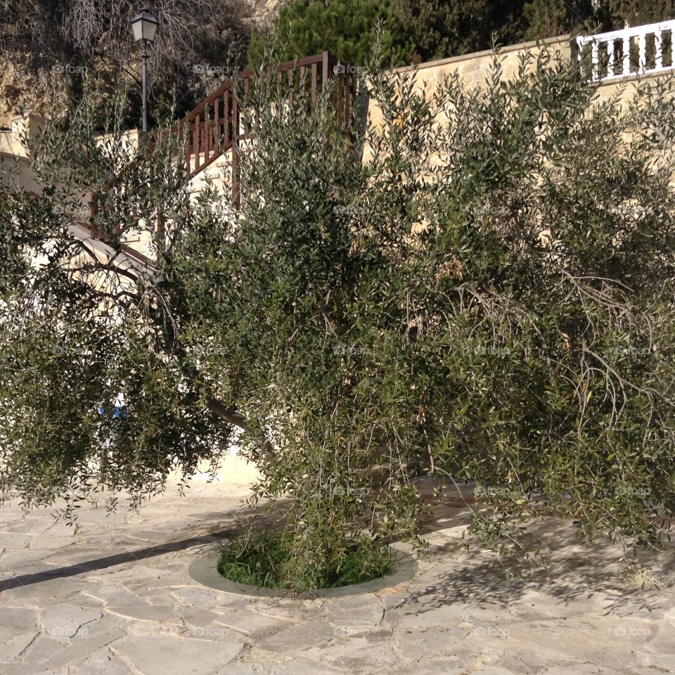 Old Olive Tree at Agios Neophytos Monastery, Tala, Cyprus.