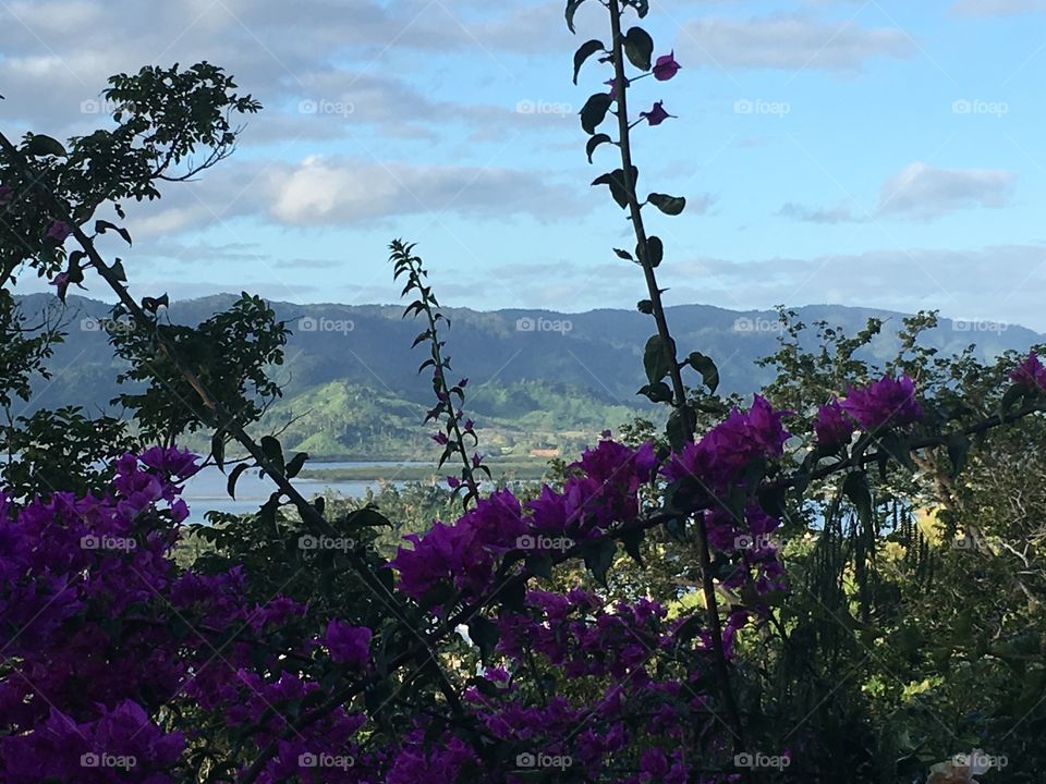 Fiji Views 🌺 
Savusavu, Fiji 