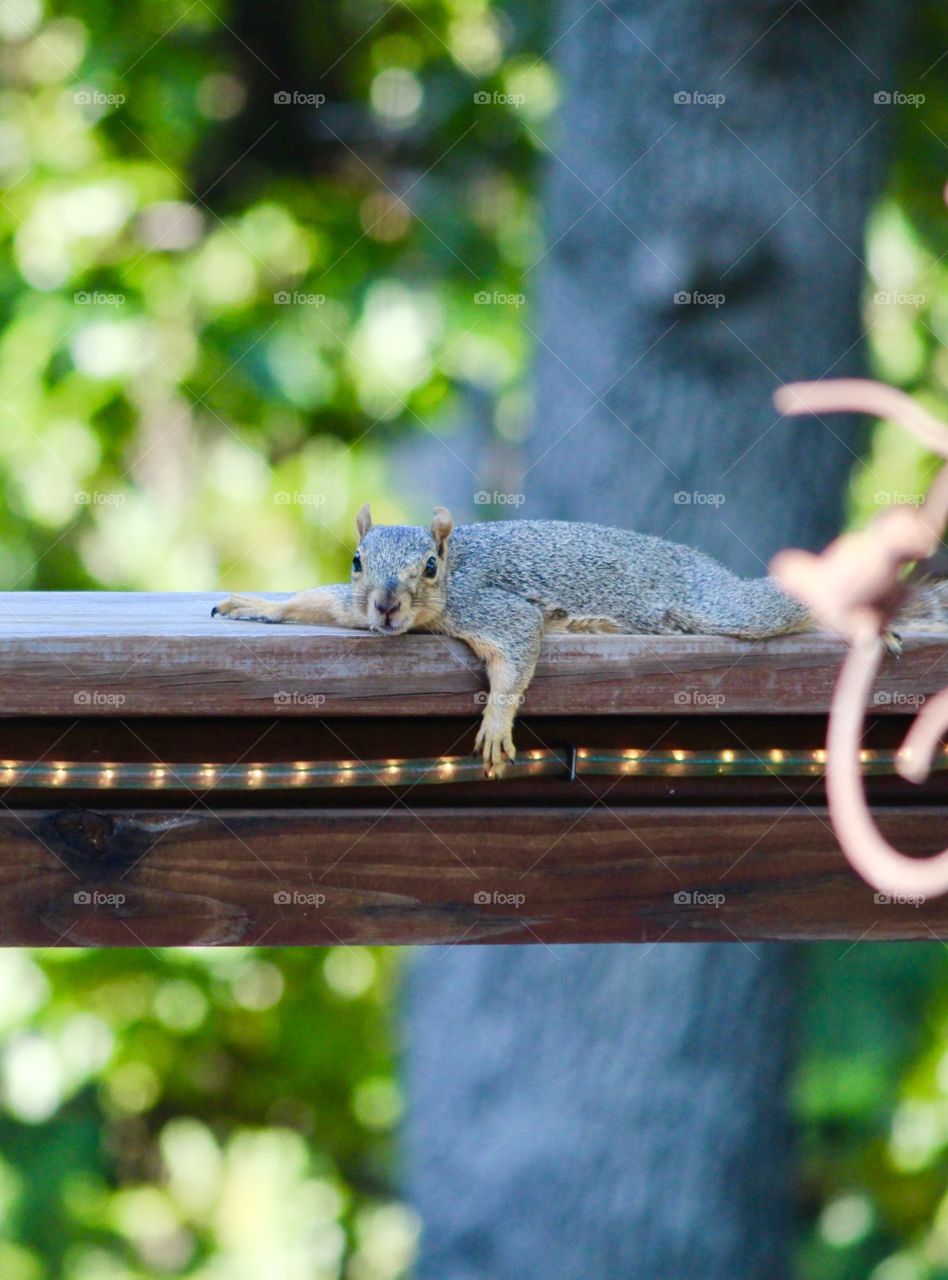 Lazy Squirrel 
