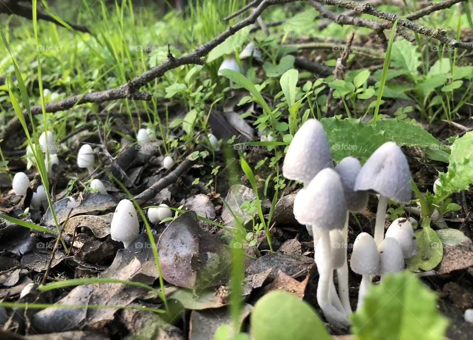 Beautiful mushrooms